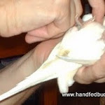Tame hand fed budgie Shasta 003.jpg