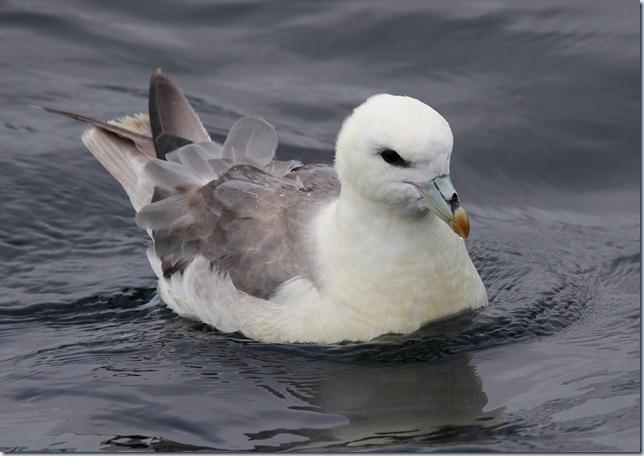 fulmar2 fulmar2
