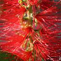 Bottlebrush