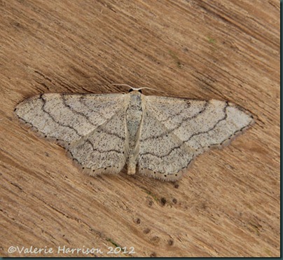 Riband-Wave Riband-Wave