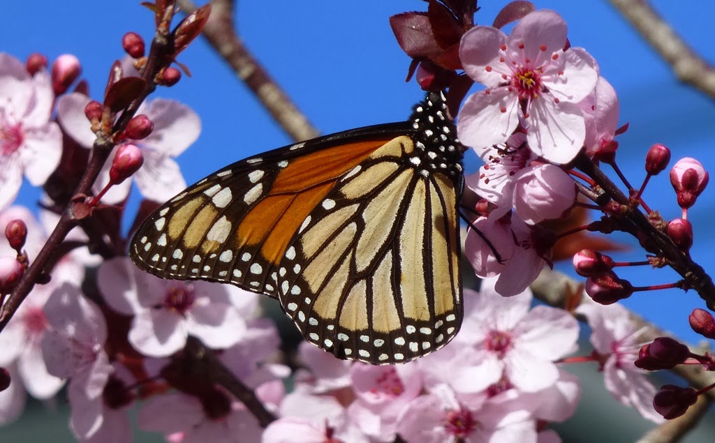 [Monarch-and-Pink-CrystalHarling3.jpg]