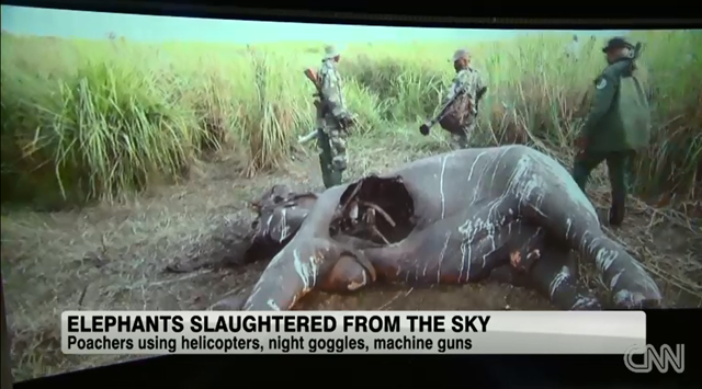 Screenshot of Christiane Amanpour's coverage of elephant slaughter by poachers, 27 September 2013. Photo: CNN