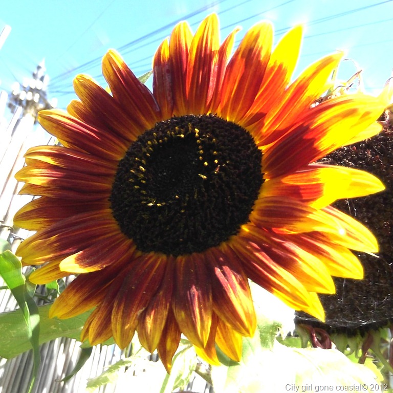 [sunflower%2520head%255B5%255D.jpg]