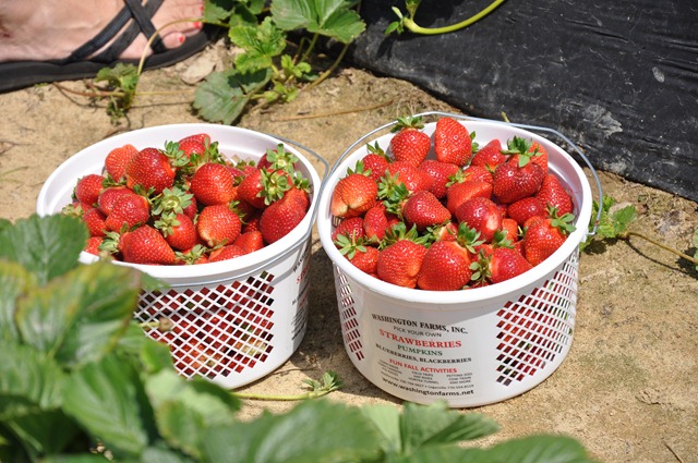 [Strawberry%2520Picking%2520May%25202011%252035%255B2%255D.jpg]