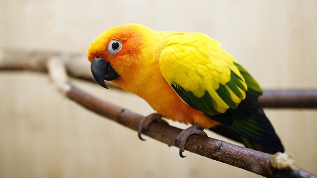yellow-parrot-wallpaper