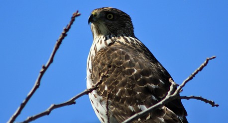 Mission Texas Hawk Mission Texas Hawk