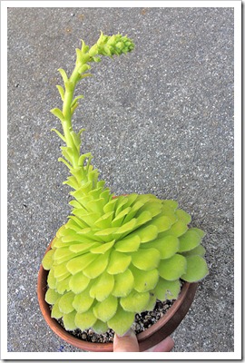 120610_Aeonium-tabuliforme_03