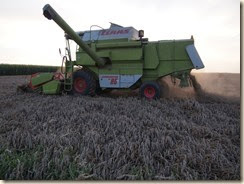 Veulen: pikdorser aan het werk