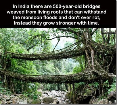 Natures bridge
