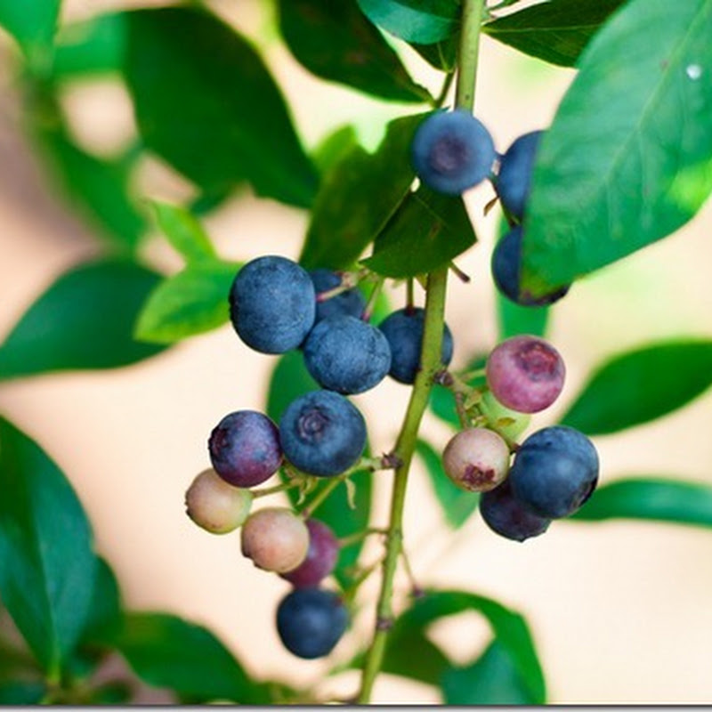 Rustic Blueberry tart