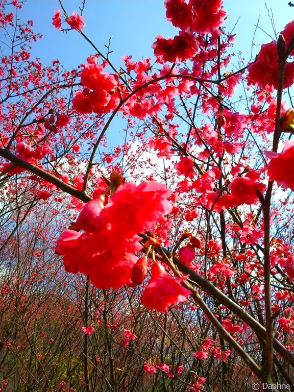 [2014-01-31%252012.32.24%255B5%255D.jpg]