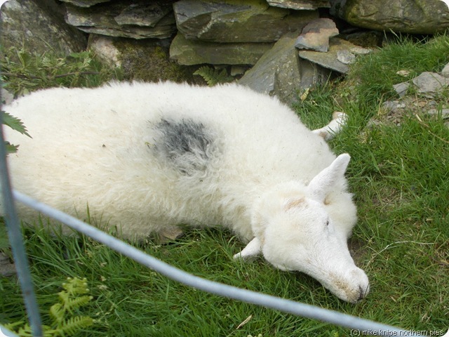 lamb in bother