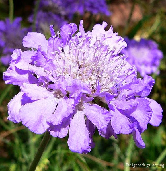 [749px-Scabiosa_columbaria_Butterfly_.jpg]