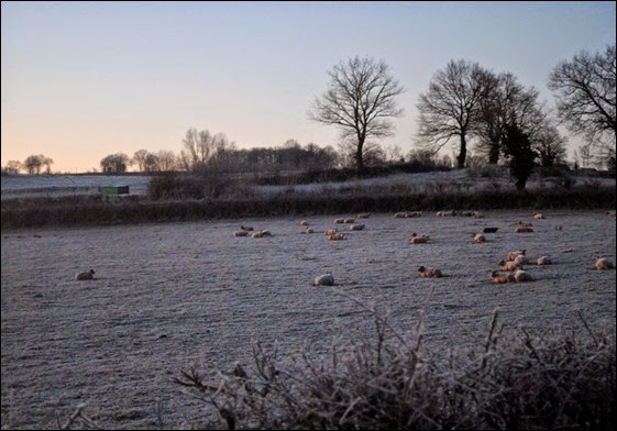 Schapen slapen Schapen slapen