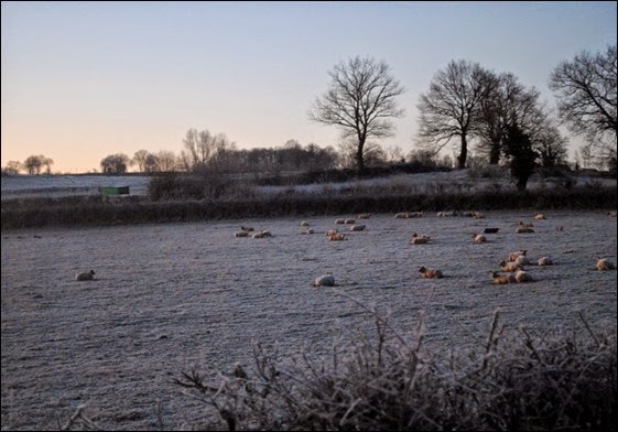 Schapen slapen