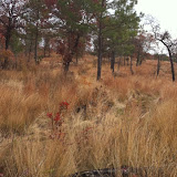 Hunting Habitat 1, Anderson Creek