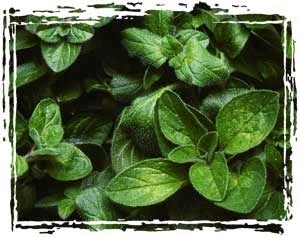 [Oregano-Grego-Rigani2.jpg]