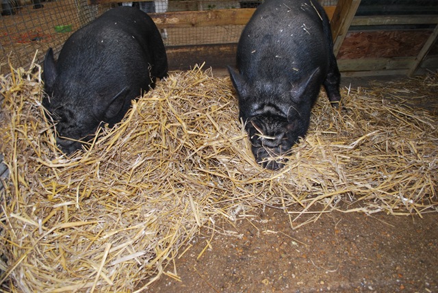 [DSC_0010%255B7%255D.jpg]