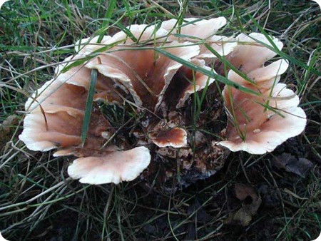 abortiporus-biennis abortiporus-biennis