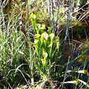 Yellow Pitcher Plant