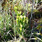 Yellow Pitcher Plant