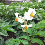 ノーザンルビー