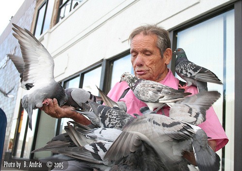 [pigeon_man_of_Lincoln_Square_Chicago%255B2%255D.jpg]