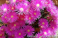 Marialva - Glória Ishizaka -  flores