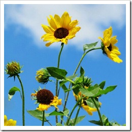 mini sunflowers