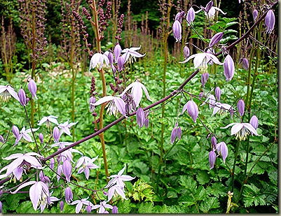 thalictrum-delavayi