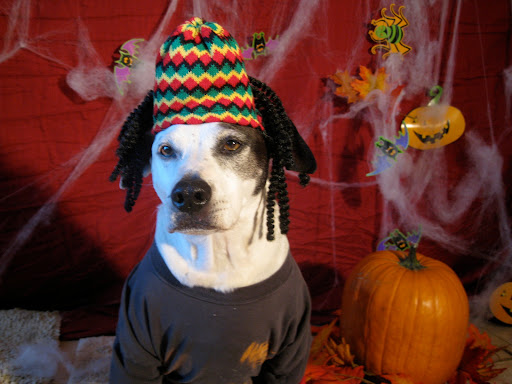 Rasta pooch! Rasta pooch!