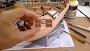 mayflower_020.jpg