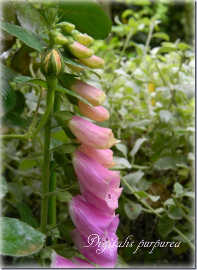 Digitalis purpurea Digitalis purpurea