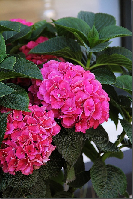 Home & Lifestyle Home & Lifestyle