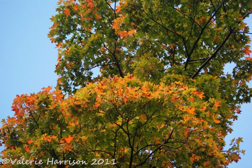 [11-autumn-colours%255B2%255D.jpg]