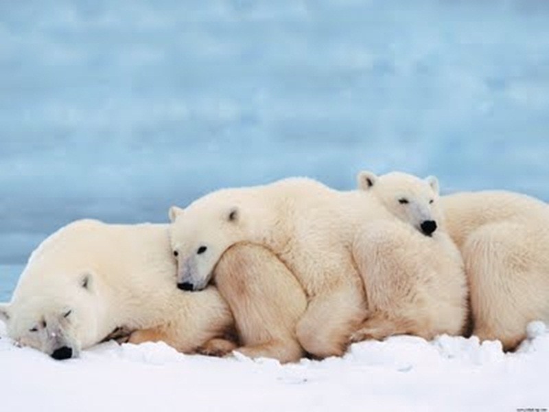 [urso_polar-5849%255B3%255D.jpg]