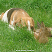 1024-beagle-30.jpg