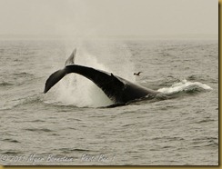 Humpback tail breach MSB_7365 NIKON D300S June 12, 2011