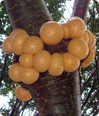 Pan de indio Pan de indio