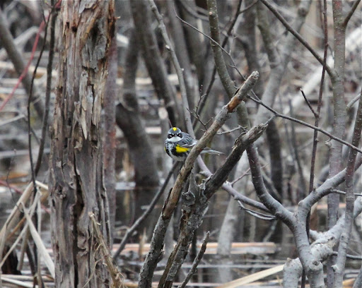 Yellow-rumped Warbler in a bog - stunning plumage