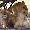32 Lions.jpg