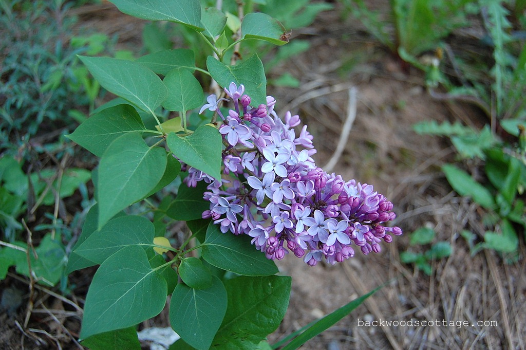 [DSC_0004%255B5%255D.jpg]