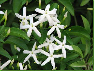 Jasminum azoricum