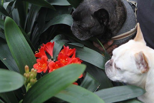 Unlike the amaryllis, these long strap-shaped leaves are evergreen and they grow from thick branching roots, or rhizomes, and not a bulb.  That's all I can tell you for now about clivia, Sharkey.