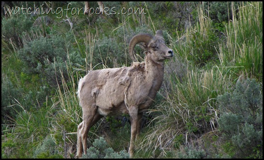 IMG_1767Bighorn Sheep