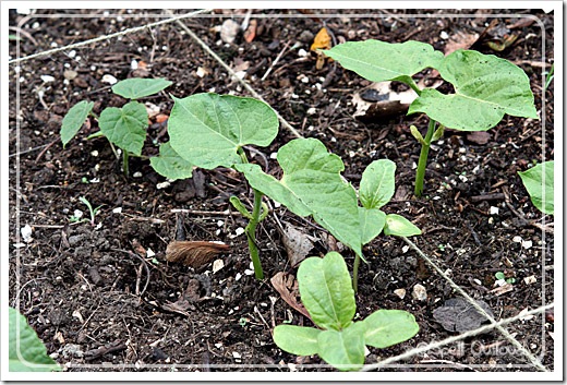 beanplants