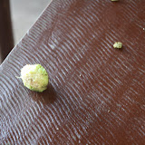 The fruit-eating bats would always leave presents on our porch overnight.