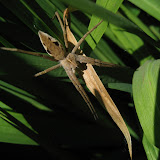Pisaura mirabilis - these have such varied markings, sometimes quite striking like this one