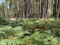 Helechos en Selva Pascuala Helechos en Selva Pascuala