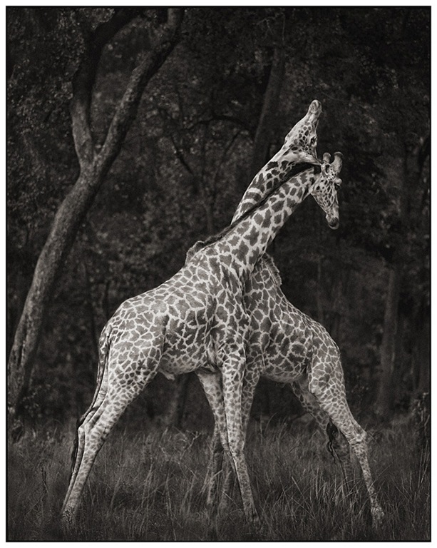 [GiraffesBattlingForest2.jpg]